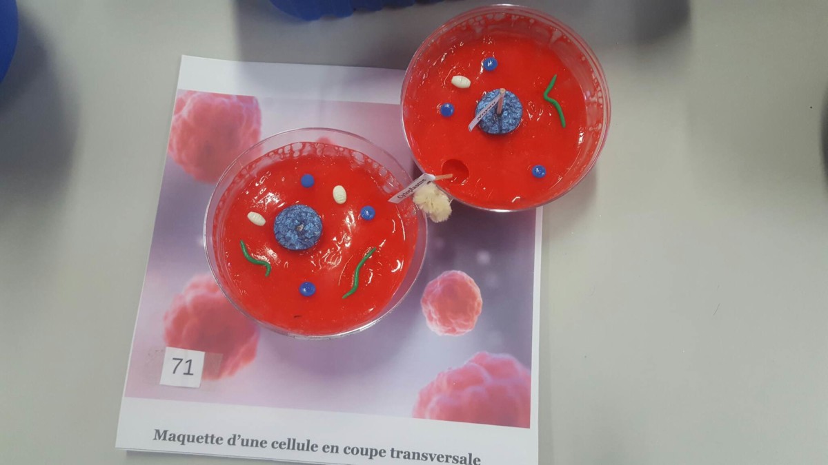 6ème SVT concours Fabrique moi une cellule Etablissement